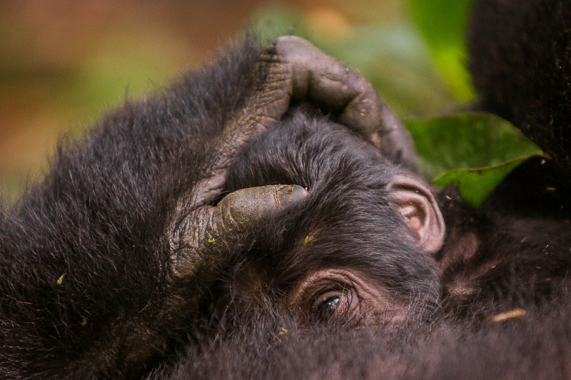 55 Oeganda, Bwindi NP, gorilla.jpg